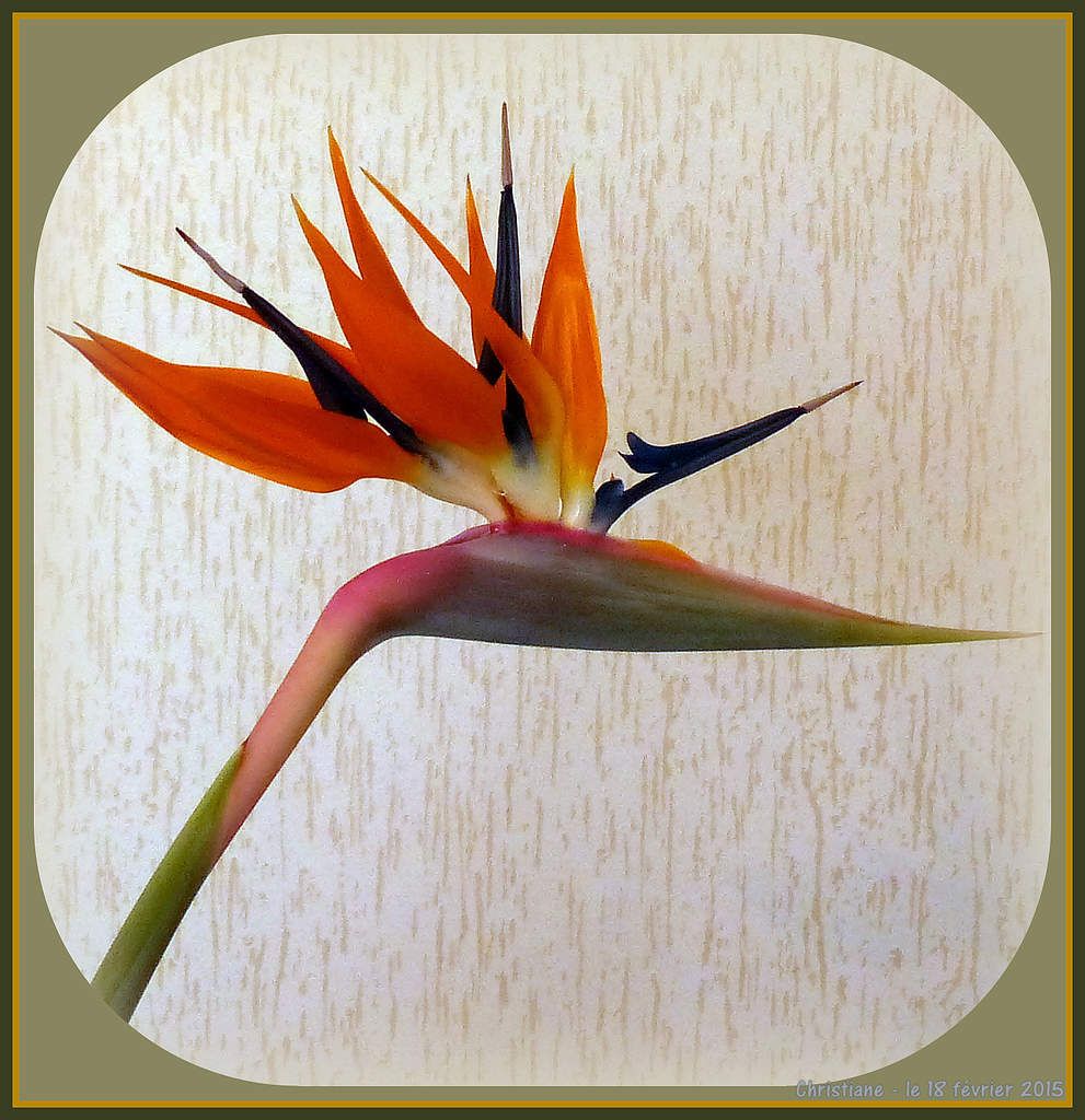 Mon Oiseau De Paradis Le Strelitzia Mes Petits Bonheurs Au Fil Des Jours