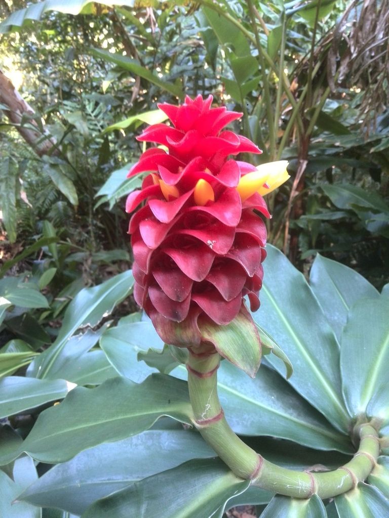Fleurs de la Réunion