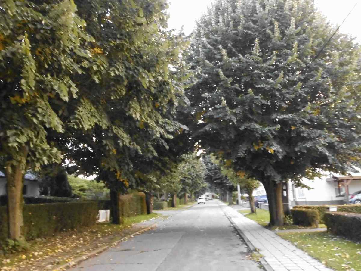 arbres non élagués depuis plus de 10 ans à la rue de la Crête à Chapelle-lez-Herlaimont