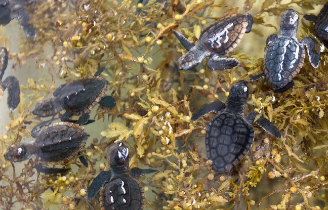 Etats-Unis: 600 bébés tortues relâchés dans l'océan Atlantique