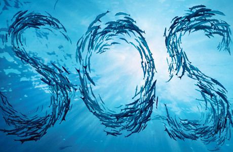 L'homme a fait disparaître la moitié des populations d'animaux marins en 40 ans