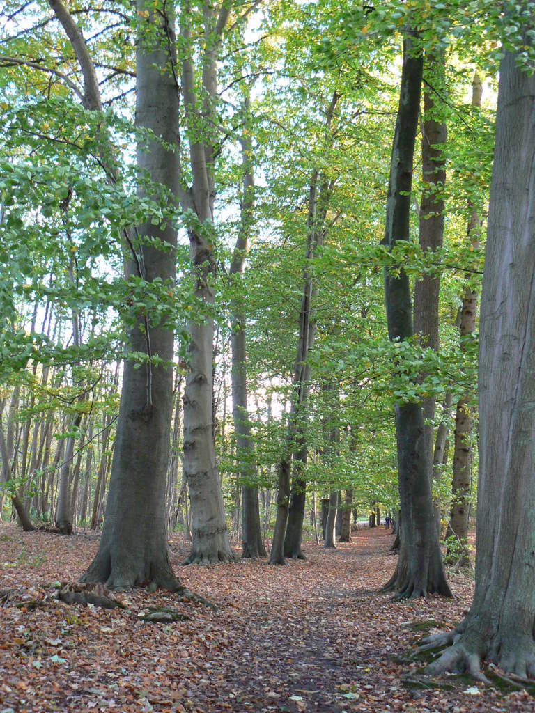 Forêt régionale de Montgé en Goële : protection, vous avez dit protection ? Mais quelle protection ?