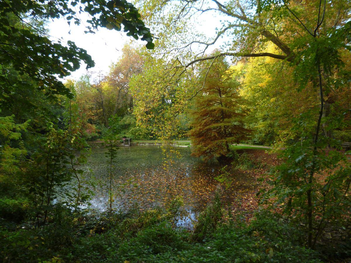 étang dans la forêt régionale de Montgé en Goële