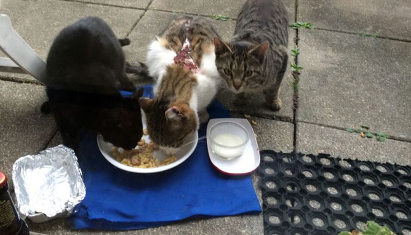 chat bagnolet