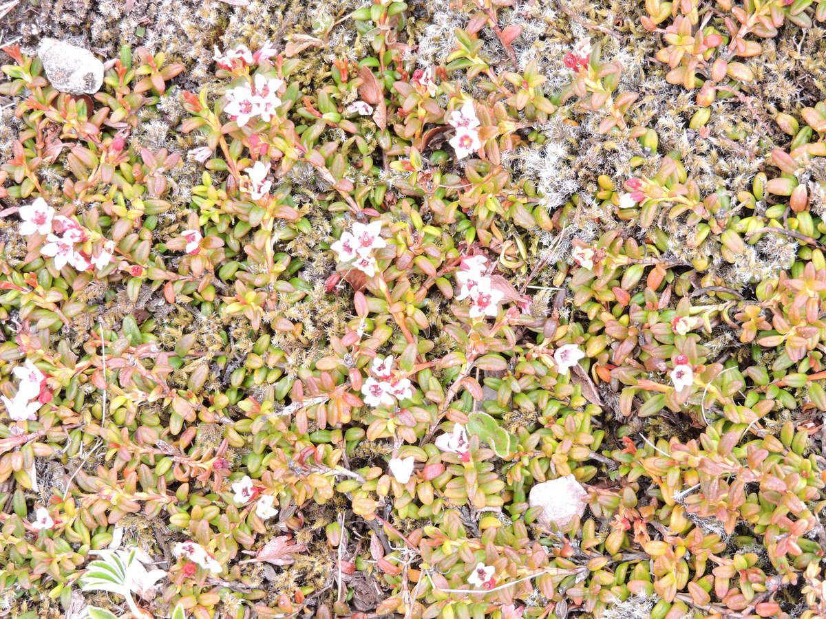 Les fleurs ne sont pas fréquentes mais à des endroits parfois inatendus on en trouve proches de notes minuscules en petites nappes circulaires. Ce sont les bouquets végétaux de l'Islande.