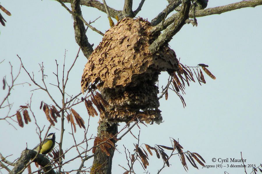 Mésange charbonnière et nid de Frelon asiatique