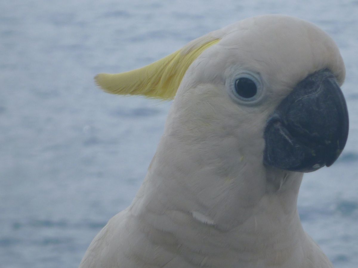 Un cacatoès (kakatua), oiseau emblématique des Moluques