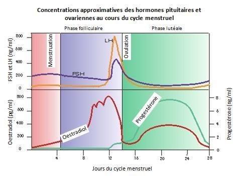 prise de sang fsh lh estradiol