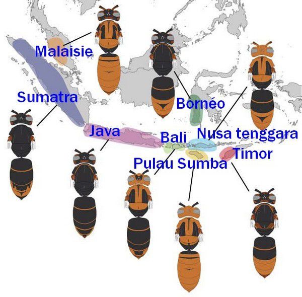 Les différentes espèces de frelons asiatiques