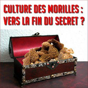 Culture des morilles : le « Kit morilles » en vente sur Amazon pour bientôt ?