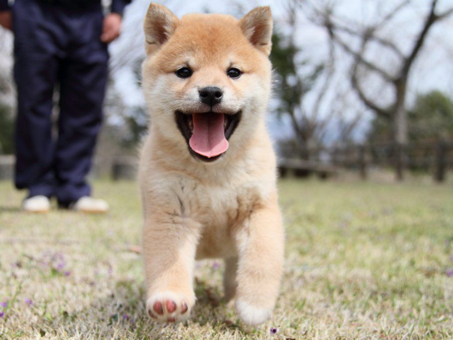 Shiba Inu Prix - Gord Clement