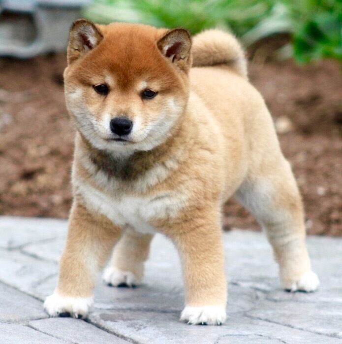 Articles populaires – LE BLOG DU SHIBA INU ET DES CHIENS JAPONAIS ( SPITZ  JAPONAIS , SHIKOKU ... )