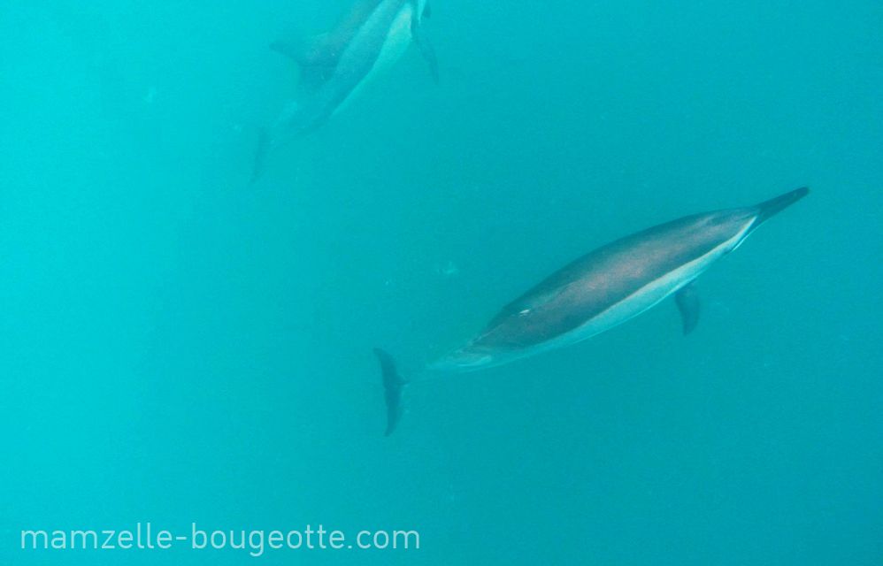 rencontre avec dauphins ile maurice