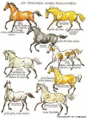 passer ses galops theorie pratique galop 1 Cavaliere mais pas que