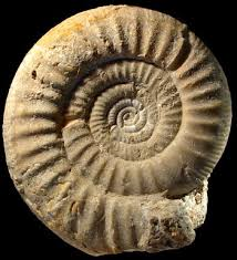 Association des Vieux Cailloux : Exposition d'Ammonites les 15 & 16 août 2015
