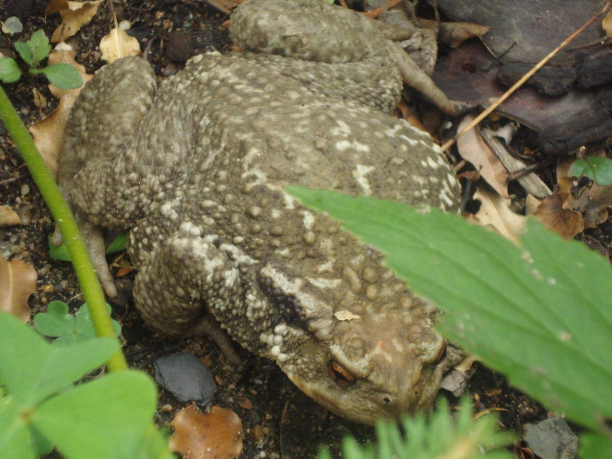 Un crapaud dans votre jardin ) Gardezle ou protégezle! Le Blog d'Elisabeth Poulain