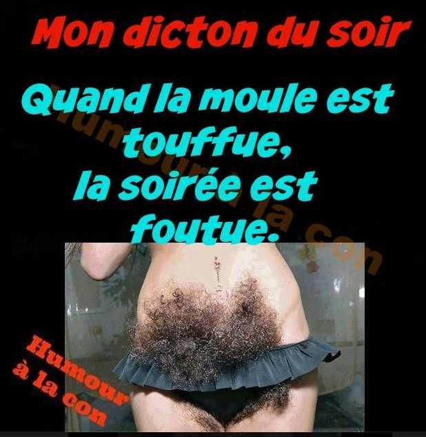 chat le moule