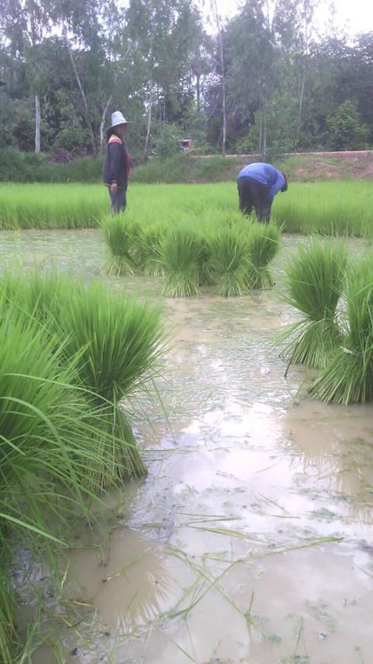 31 juillet 2016: Village d’ISAN : Le riz peut être planté.