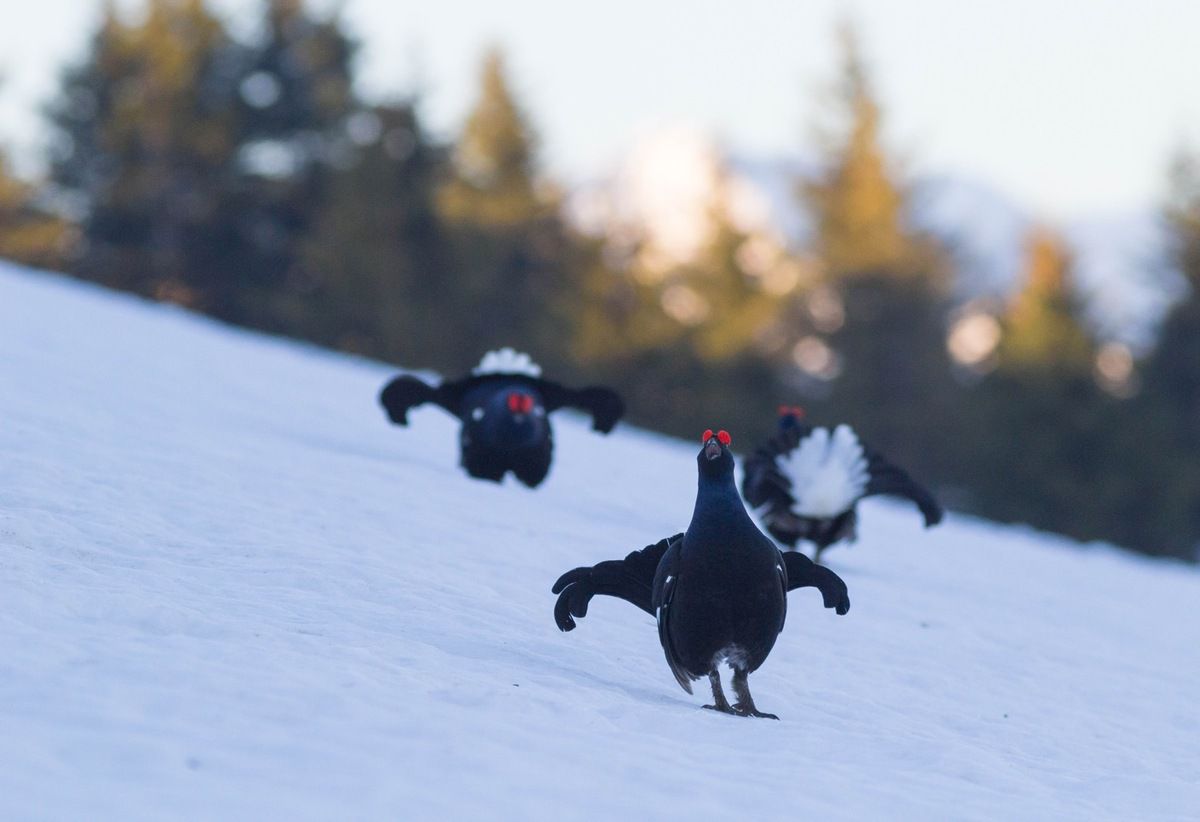 Trois coqs hyper actifs