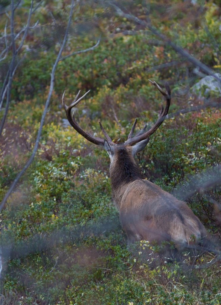 Un joli cerf écoute le concert en aval. Ce douze cors a un bois cassé à droite ; peut-être une rixe avec le quinze...