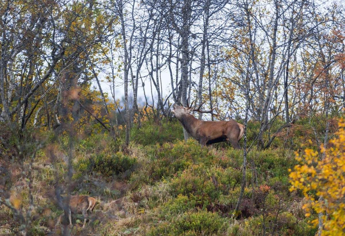 Brame 2015 (XXI) : ils montent