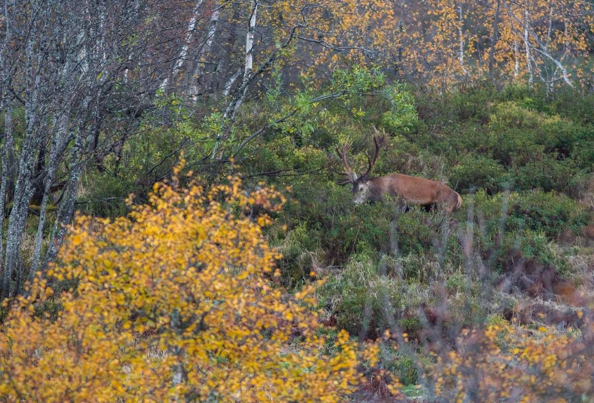 Première observation du quinze de la journée