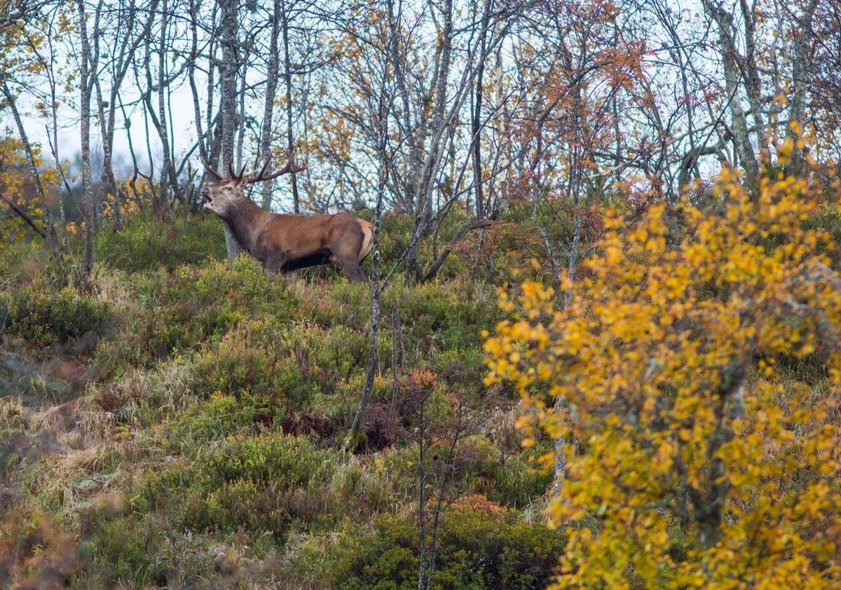 Quelle image préférez-vous ? Plus de jaune pour la seconde mais cerf regardant le bord de l'image ; sur la première, encore trop centré à mon goût. Bref, aucune n'est parfaite, surtout à 1250/1600 ISO.