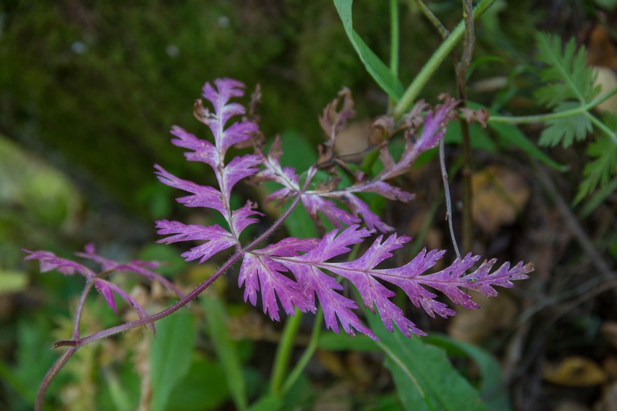 Des feuilles mauves !