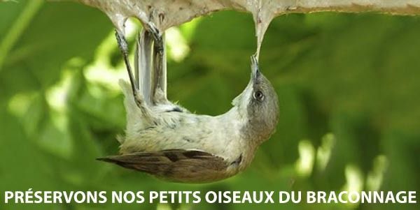 PAS TOUCHE A NOS OISEAUX !
