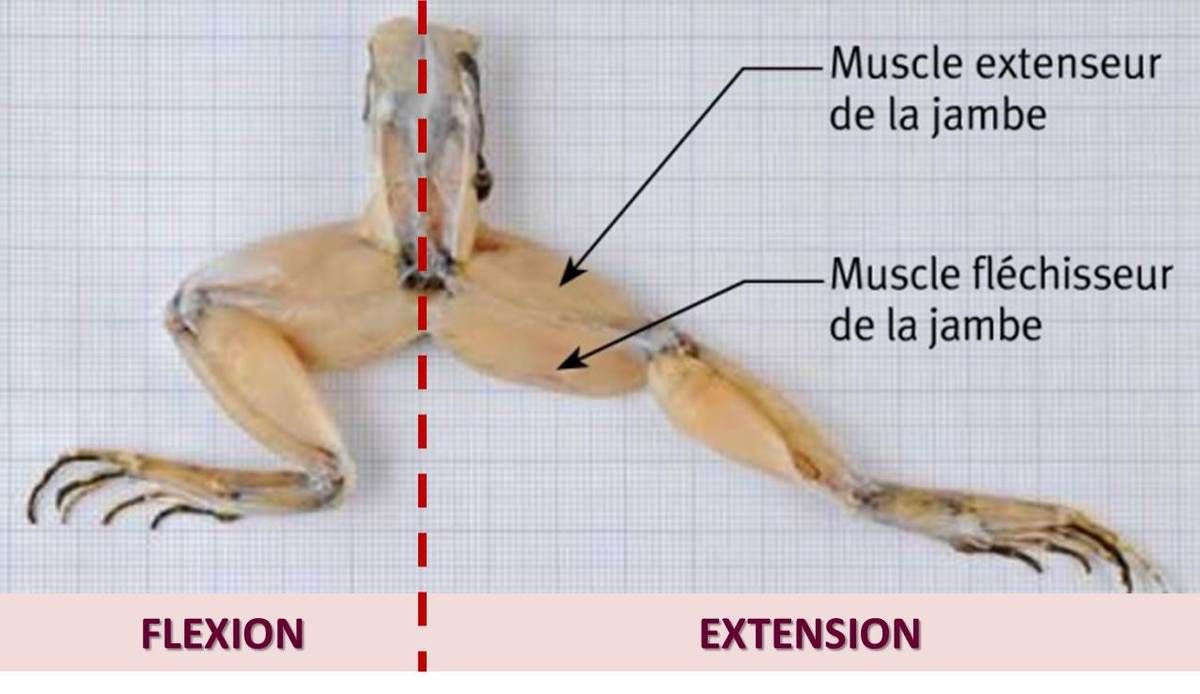 2nde_TP Flexion/Extension profSVT OEHMICHEN