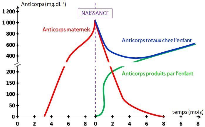 Système immunitaire du nouveau-né