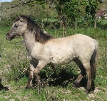 Konik polski : un poulain à vendre en Brenne et un projet d’implantation dans le Bugey
