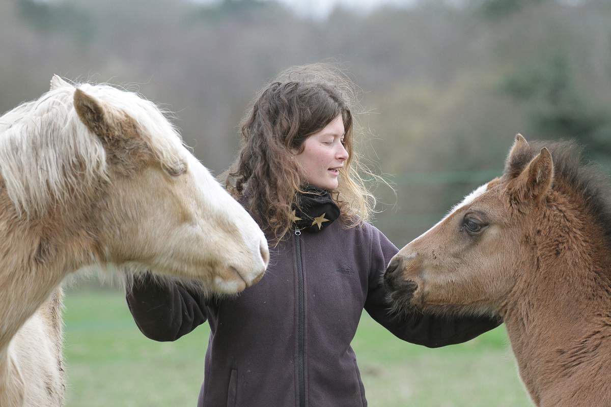 Élevage de chevaux Pemp Heol : murmurer à l’oreille des (breizh) mustangs