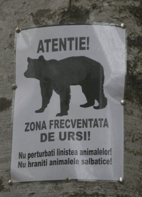 rencontre ours pyrénées