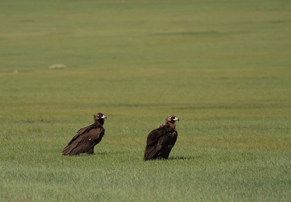 Un peu plus tôt dans la journée, nous avons croisé des vautours (un vautour de l'Himalaya et des vautours moines).