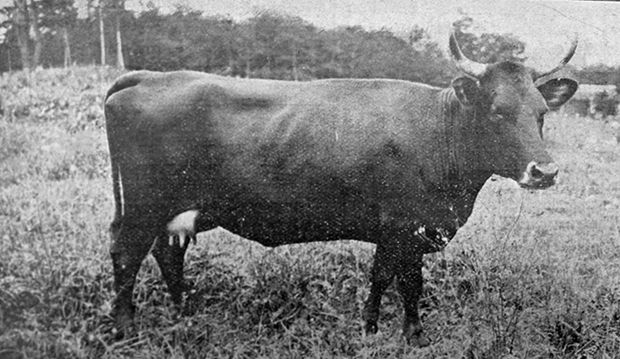 Fromage de vache de race Canadienne (AS) - CARTV