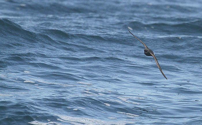 rencontres ornithologiques bretonnes
