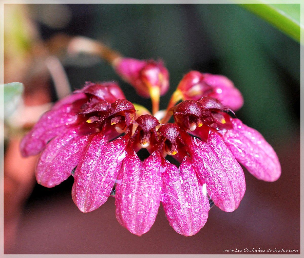 Bulbophyllum conccineum purpureum
