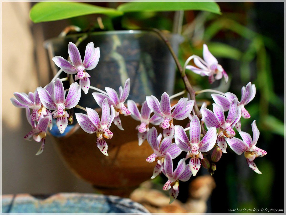 Phalaenopsis Donna's Delight