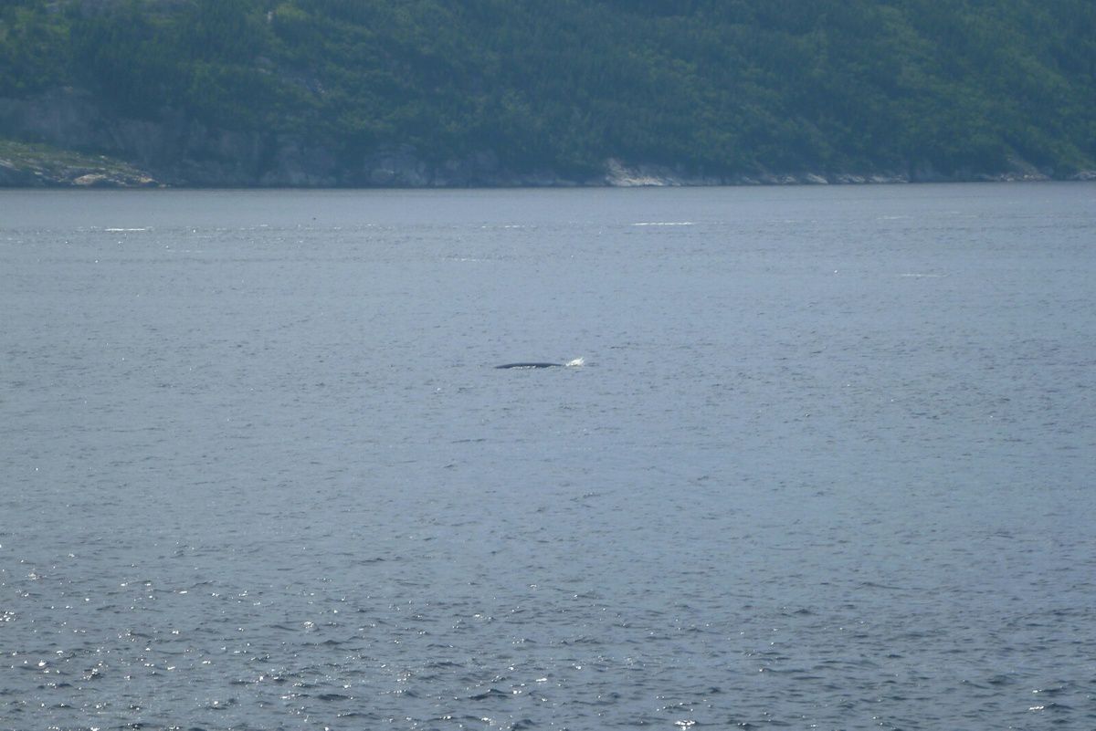 Canada : Celui qui observait les baleines 