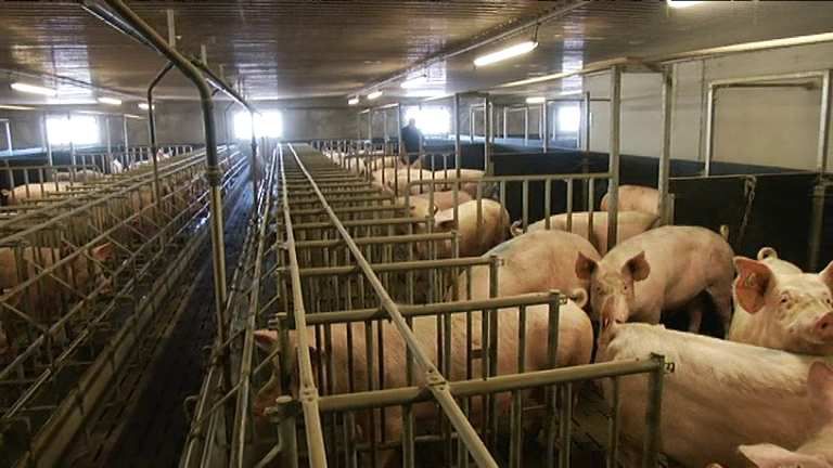 Le Monde, 29 août 2016: Tensions autour d'un élevage géant de porc à Landunvez 