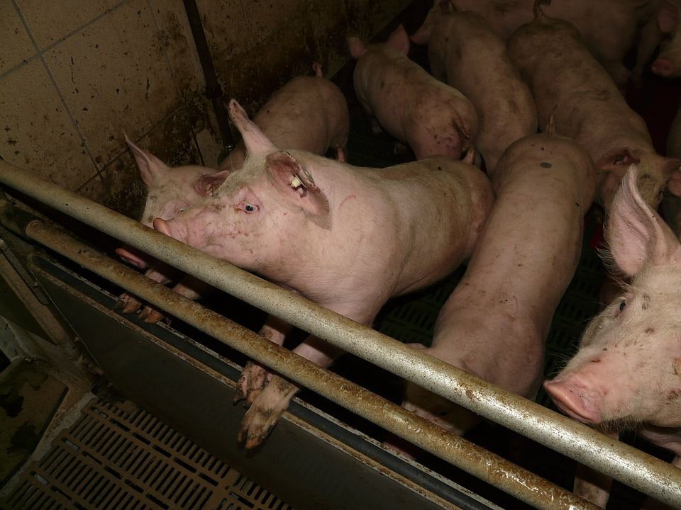L'élevage industriel des cochons en Allemagne... -