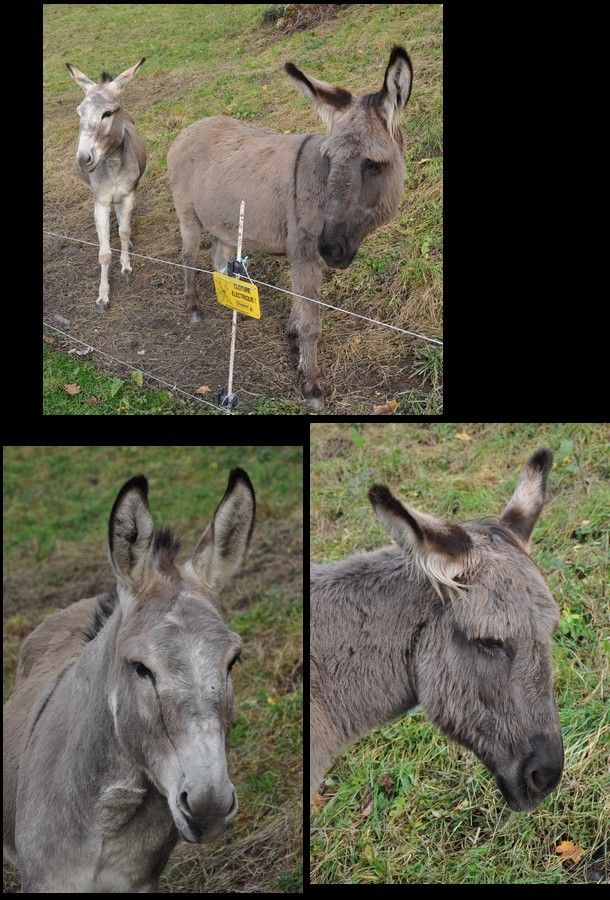 comme promis après Conflans voici Albertville