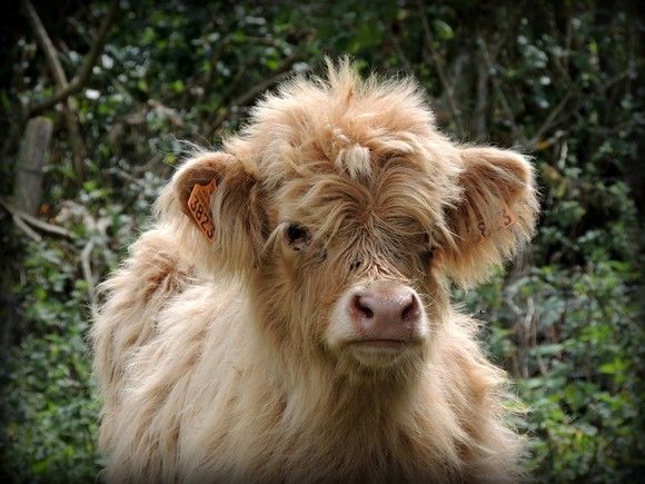 La Presse du Dimanche 27/03