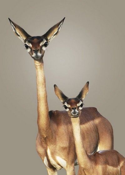 La Presse du Dimanche 12/06