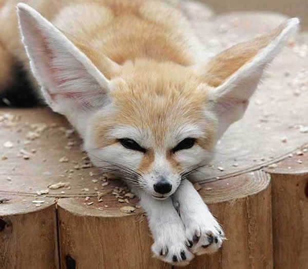 Le fennec Sos Sauvage