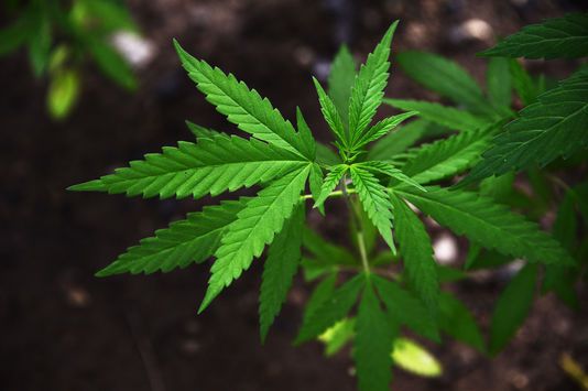 Un rapport interministériel préconise le recours à l’amende pour l’usage de cannabis - ROBYN BECK / AFP