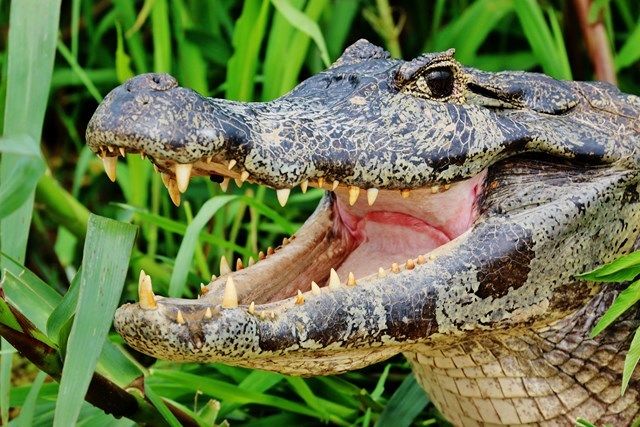 que fait un crocodile quand il rencontre une superbe femelle