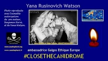 Save the Galgos and Greyhounds of Macau with Yana Watson and Galgos Ethique Europe