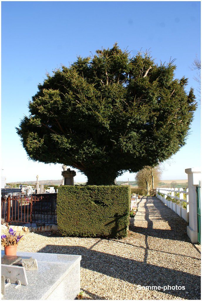 arbre à l'entrée du cimetière